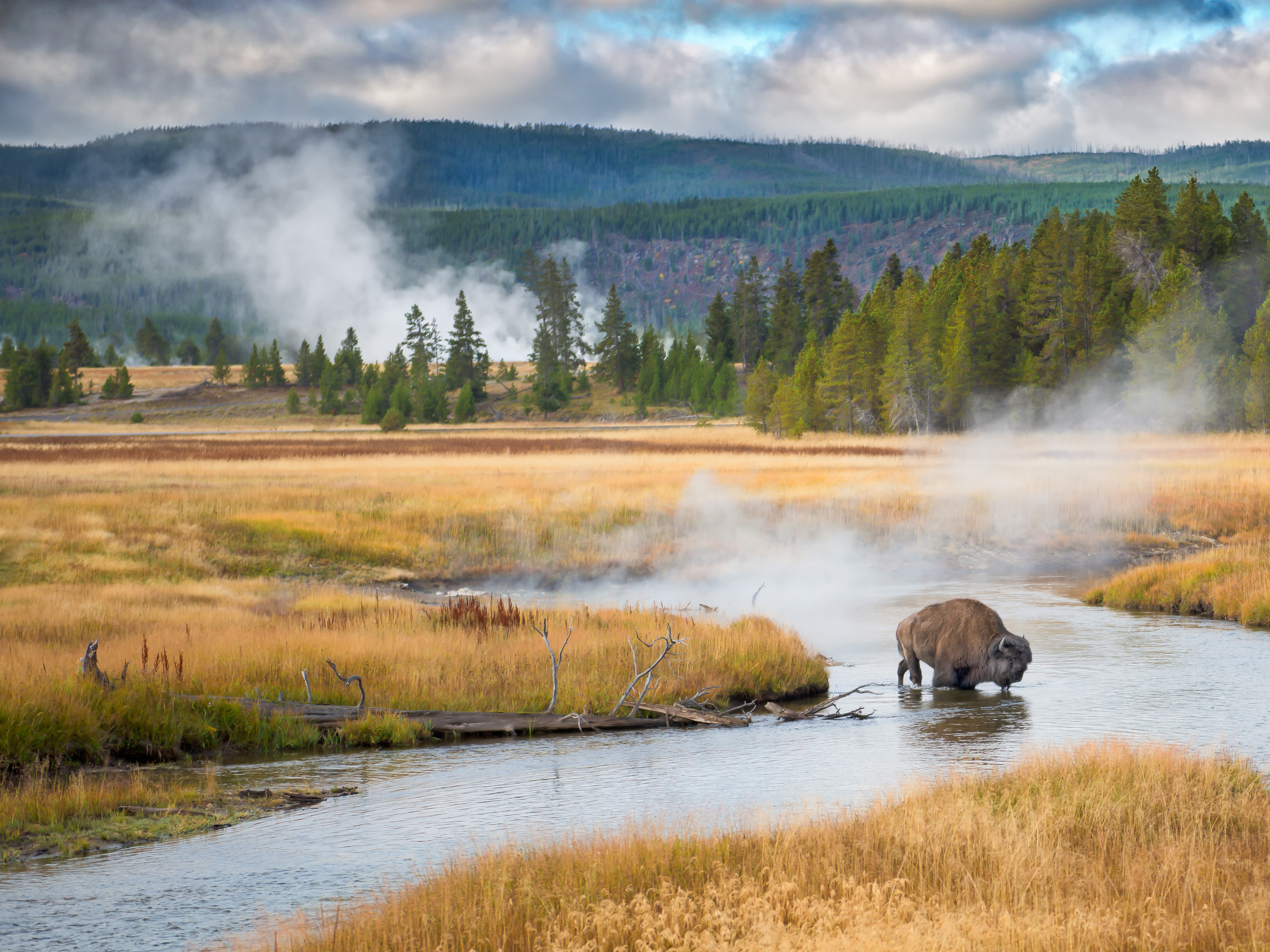 Bison and steam vents in Yellowstone.