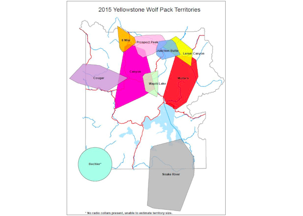 Map of wolf packs in Yellowstone.