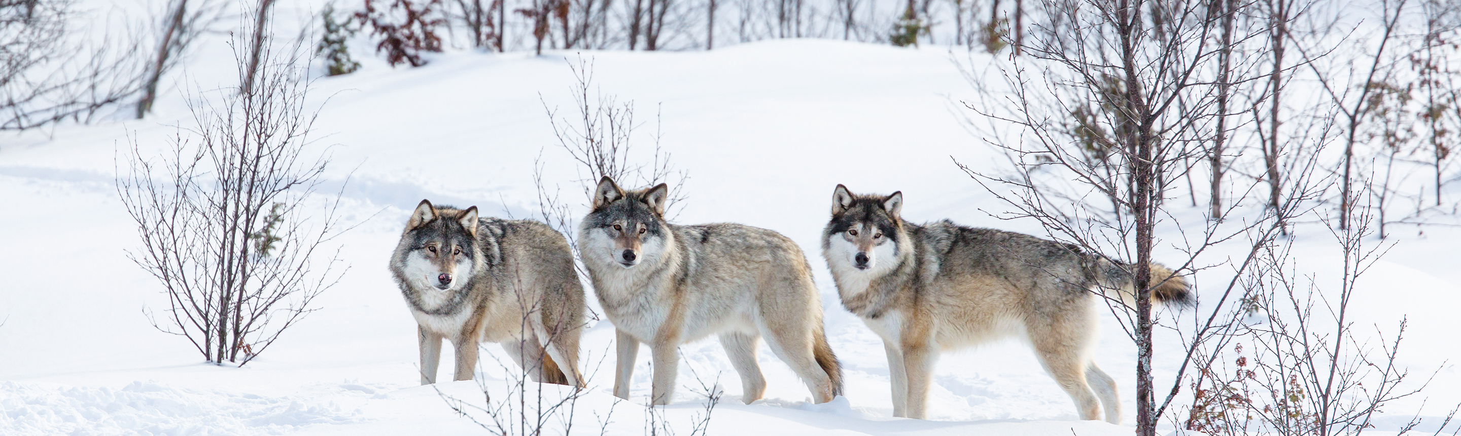 the wolves of yellowstone take home independent assignment