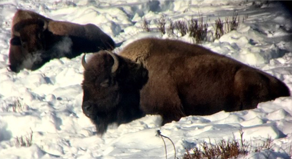 Bison in the snow.