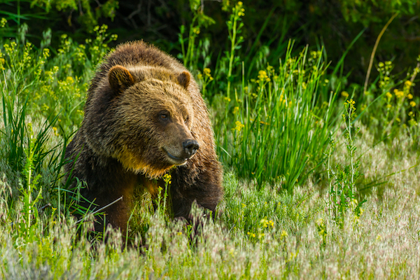 Brown bear in Yellowstone.