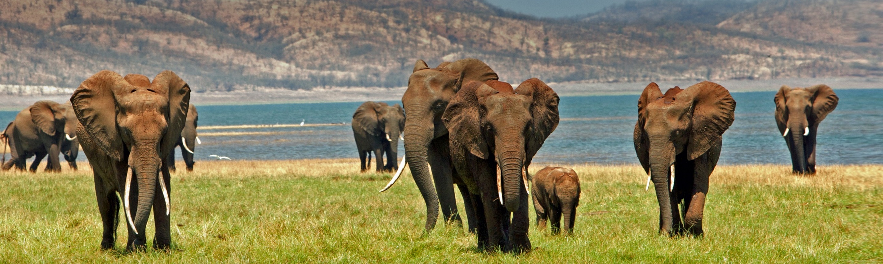 Nieuw African Elephant Facts | Southern Africa Wildlife Guide JD-01