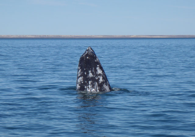 Kissing a friendly grey whale in the Magdalena Bay in Mexico was the most amazingly up close wildlife encounter – and one I’ll never forget.