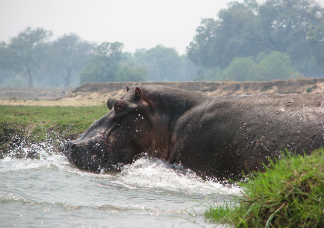 Close encounters of the hippo kind. This big guy surprised our canoe party as much as we surprised him in Zimbabwe’s Mana Pools National Park.