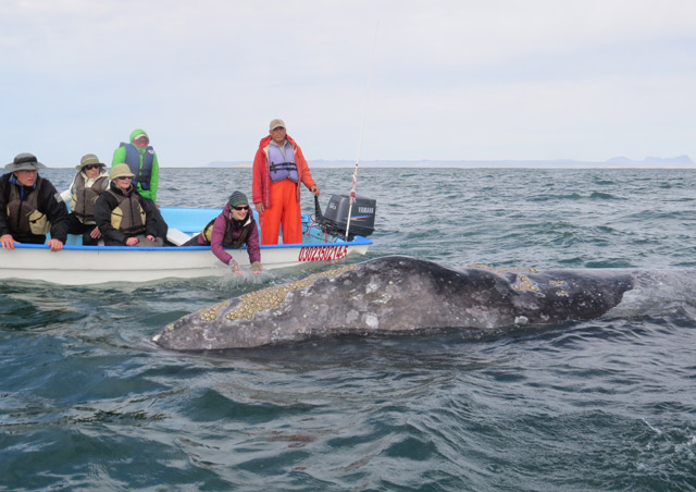 Playing with the friendly gray whales of Baja was one of the most unique and amazing wildlife encounters I’ve ever experienced, truly unforgettable!