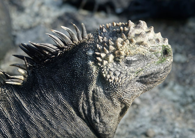 Soakin’ Up the Rays – Marine Iguana in the Galapagos Islands