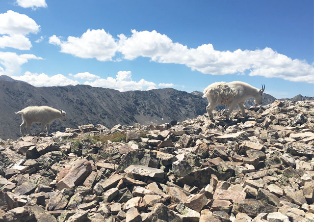 Mountain goats on top of Quandry Peak, Colorado. 14,265 ft. (I accidently took my family up the wrong side of 14er, and the hike was a class three. Meaning ropes and helmets are usually needed. Oops.) 