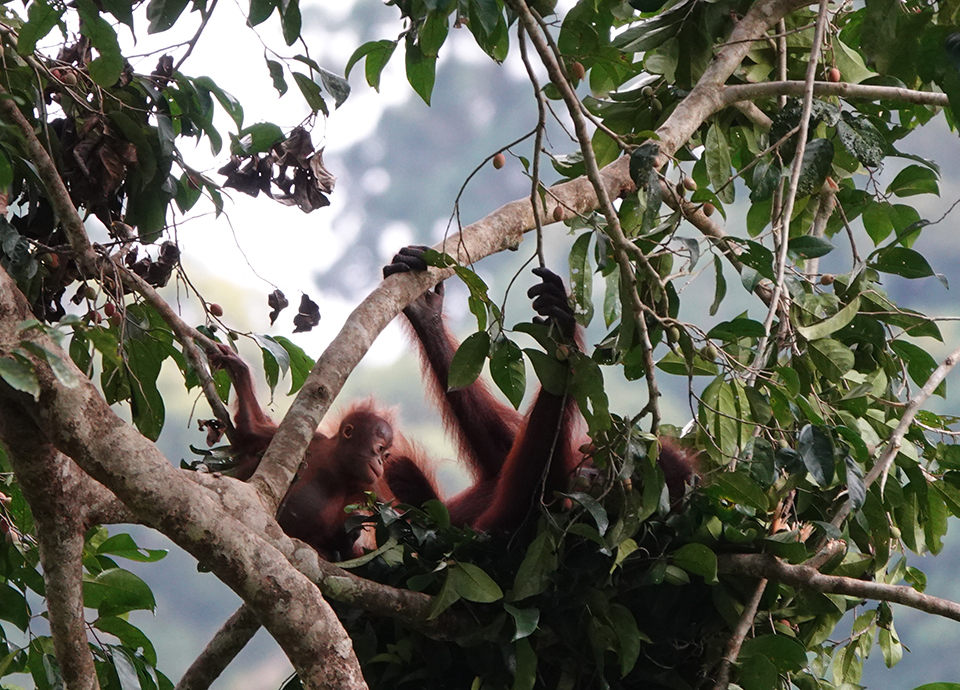 Momma orangutan building a nest while her baby boy plays! Photographed on Nat Hab's The Wilds of Borneo: Orangutans & Beyond.