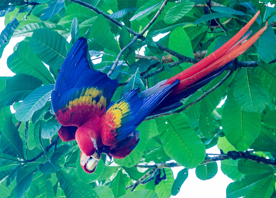 Beautiful scarlet macaw in Costa Rica.