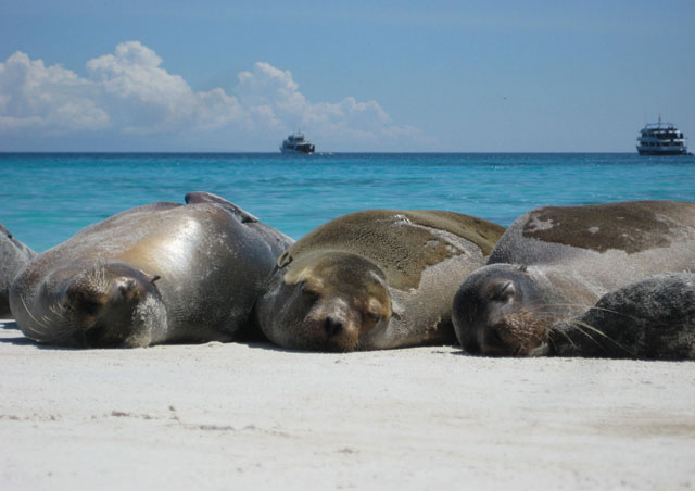 Sunning sea lions