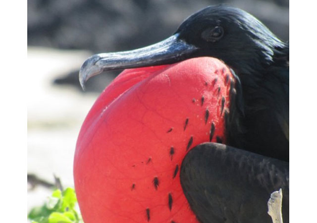There were so many frigatebirds on Genovesa. This one is trying to attract a mate.