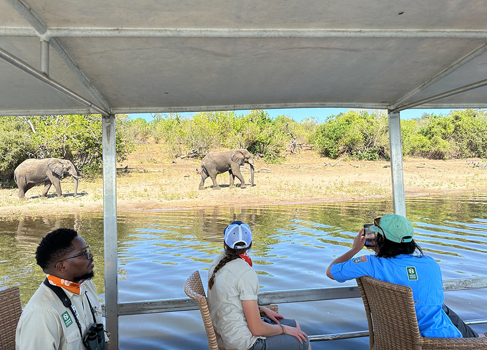 First glimpse of elephants along the Chobe River.