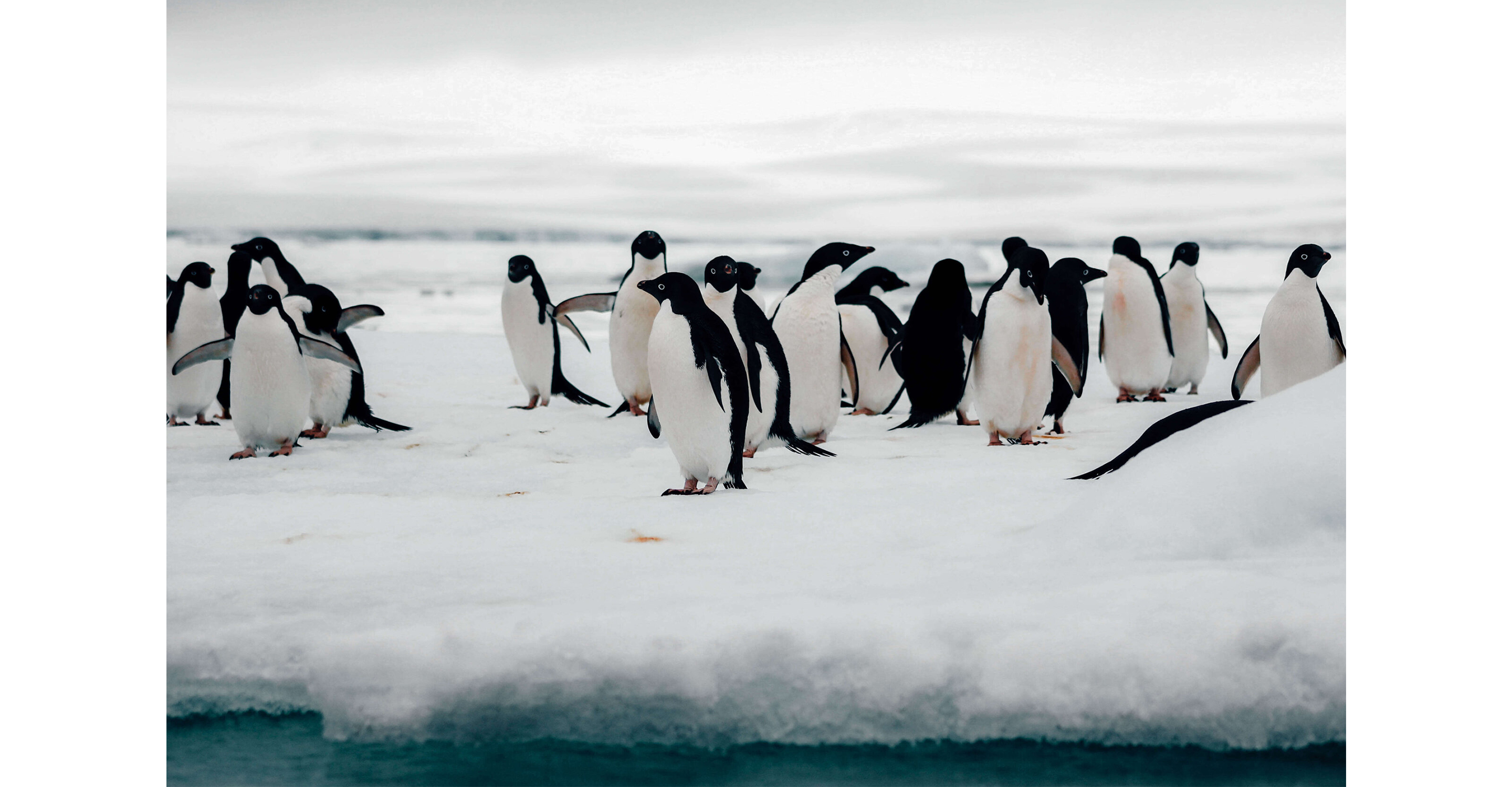 Seeing Adelie penguins up close on the Antarctic Peninsula.