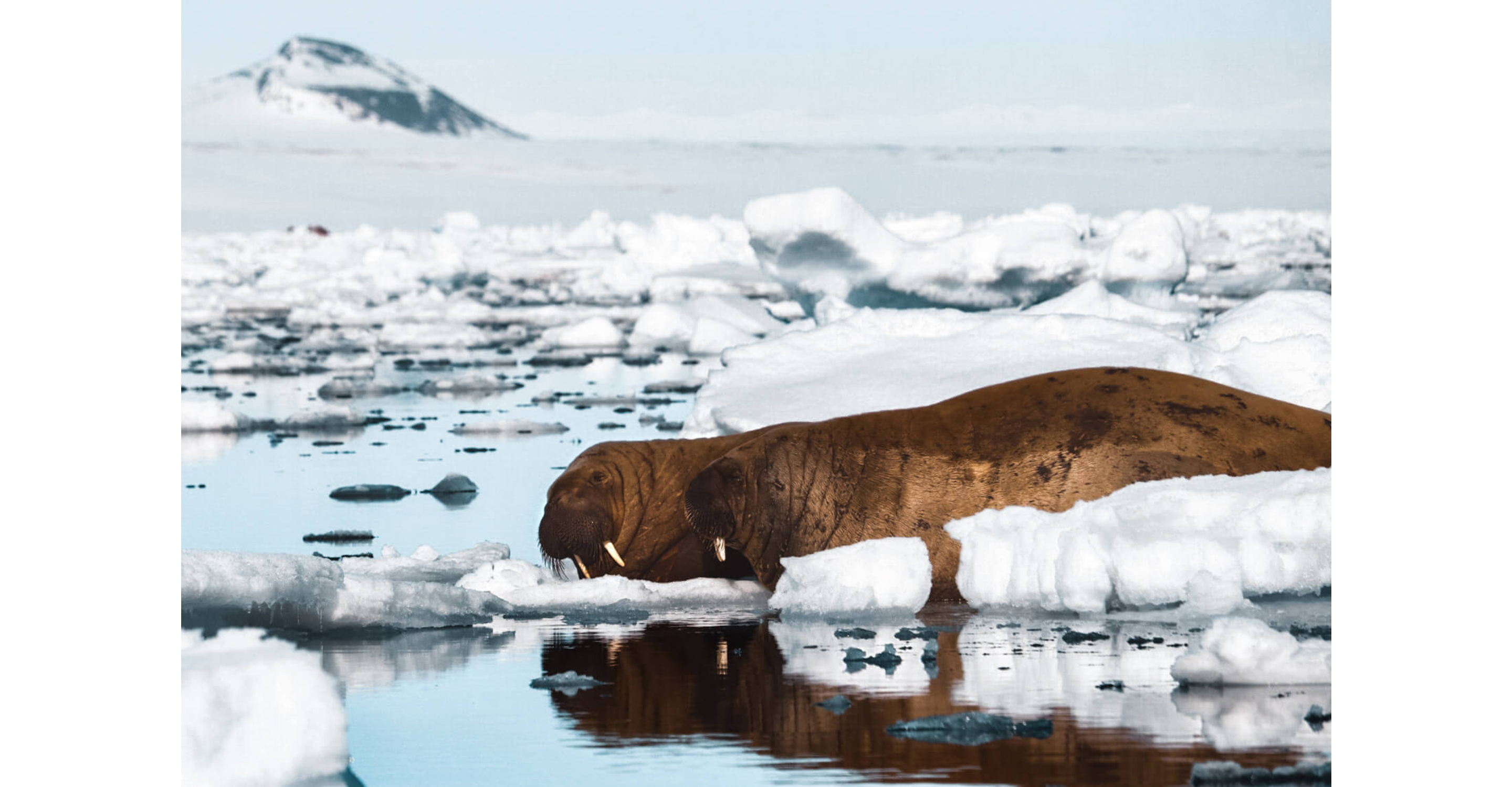 Walrus sightings in Svalbard.