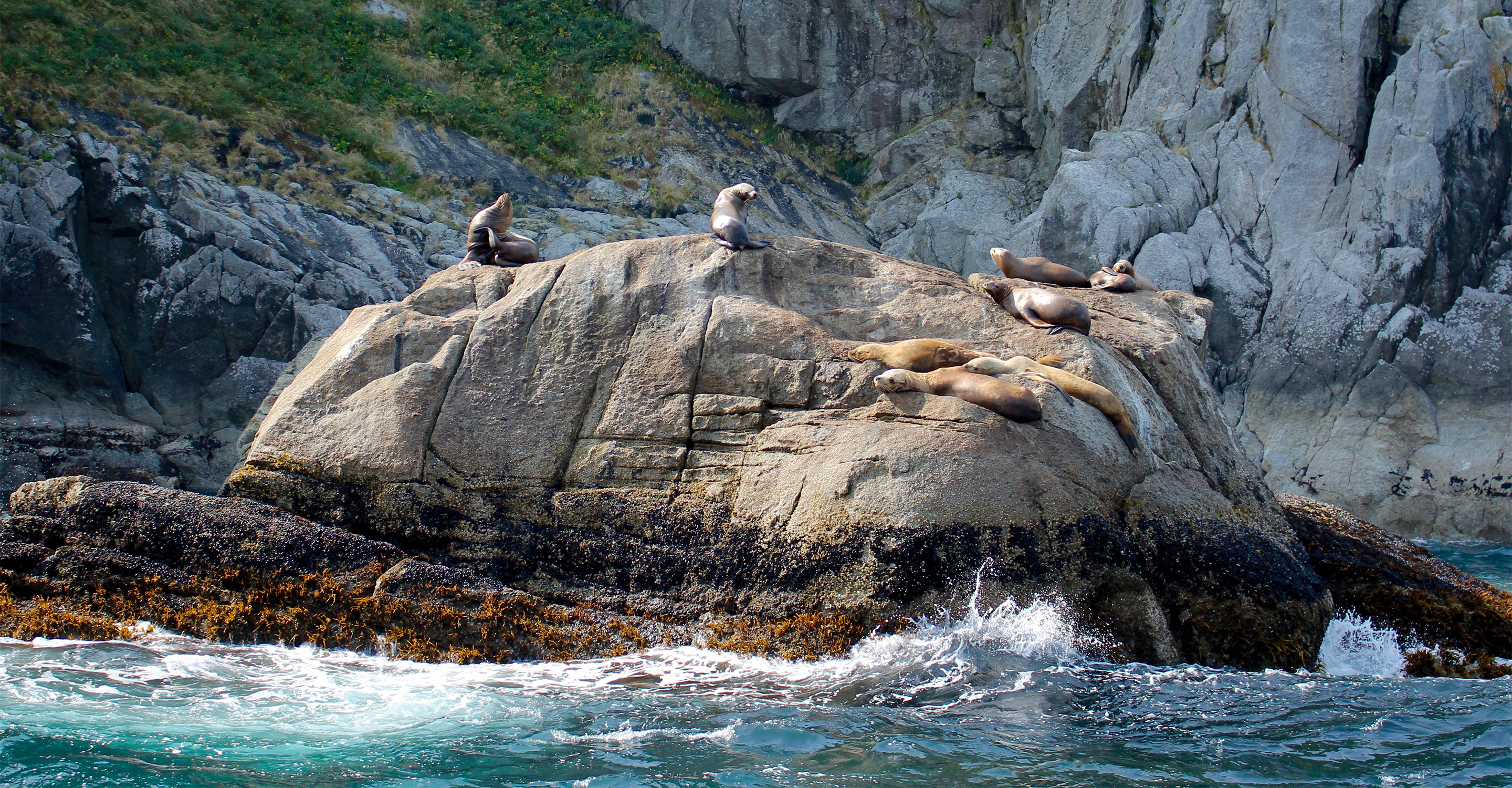 Ogling at sea lions while on a boat tour in Alaska's Kenai Fjords National Park.