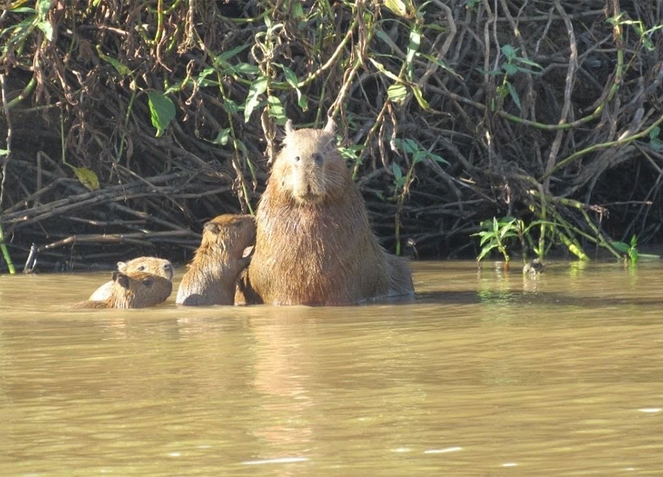 Capybara in the Pantanal.