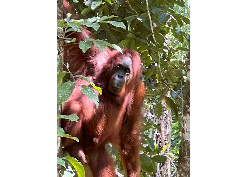 Breathtaking Orangutan.