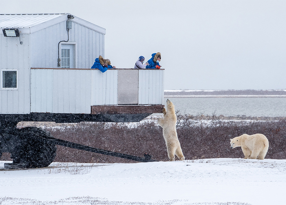 Face to face with a polar bear on the Tundra Lodge Photo Expedition, Churchill, Manitoba, Nov 2021