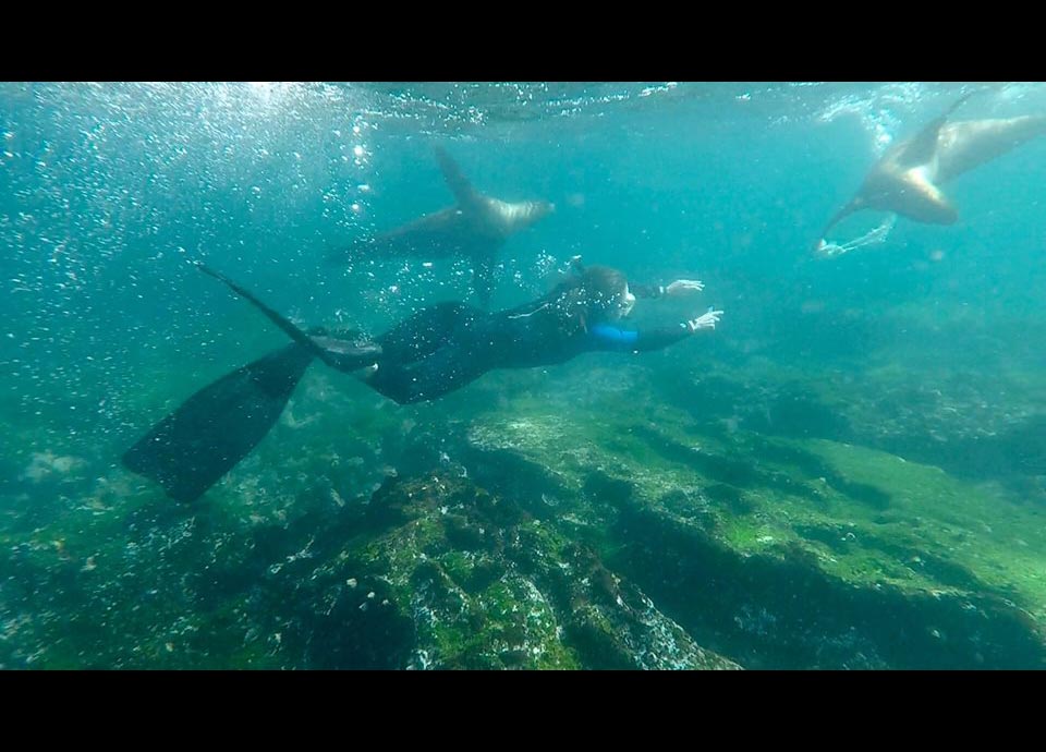 Corrin loved frolicking with sea lions in the Galapagos.