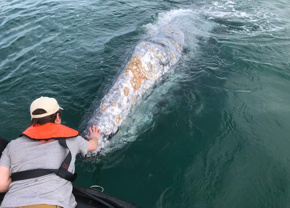 It’s striking how large these gentle giants are. A gray whale came right up to our Zodiac on Lindblad’s Where the Whales Are: Inside Magdalena Bay itinerary.