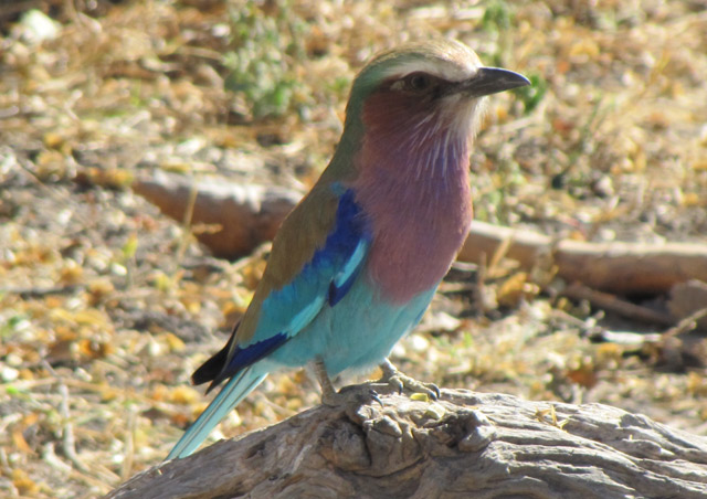 ... and loads of my favorite – the lilac-breasted roller!