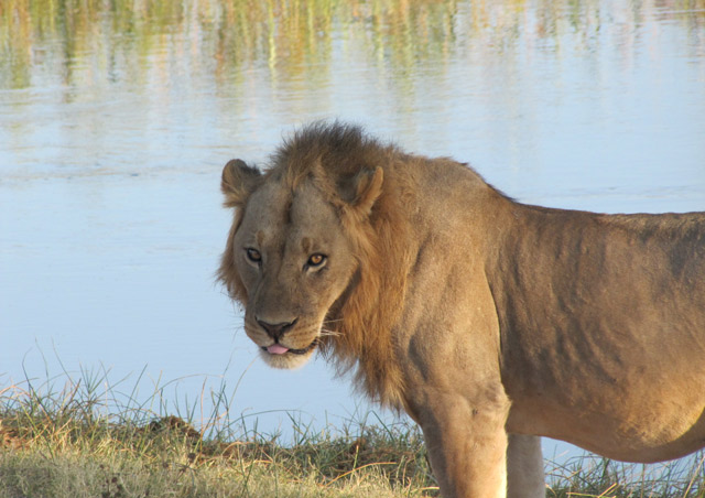 And the lions we saw almost every day, rounded out the Big 5 for our group.