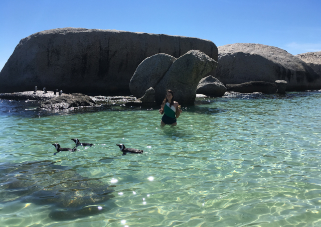 One of the happiest moments of my life. We had gotten to Boulders Beach in South Africa and no penguins in sight. We had to climb some rocks and swim to explore further down the shore. I looked up from swimming after getting around a big rock to see what big fish were swimming by and saw a lifer! African Penguins! My boyfriend, who had already gotten to shore and seen the penguins, caught the moment on camera!