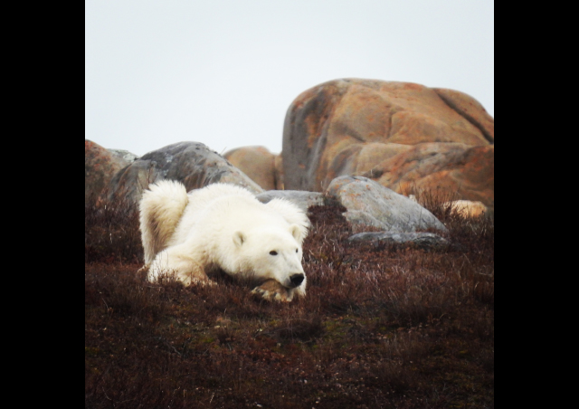 A wild polar bear near Churchill, Manitoba.