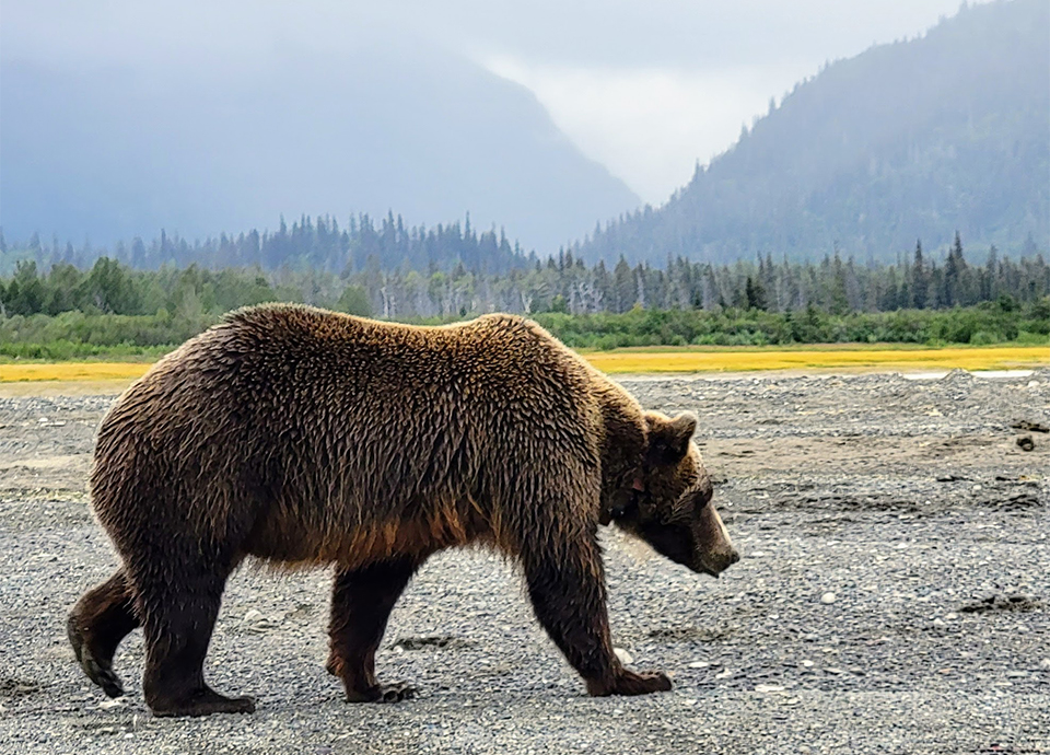 Just a casual walk by at Alaska Bear Camp...