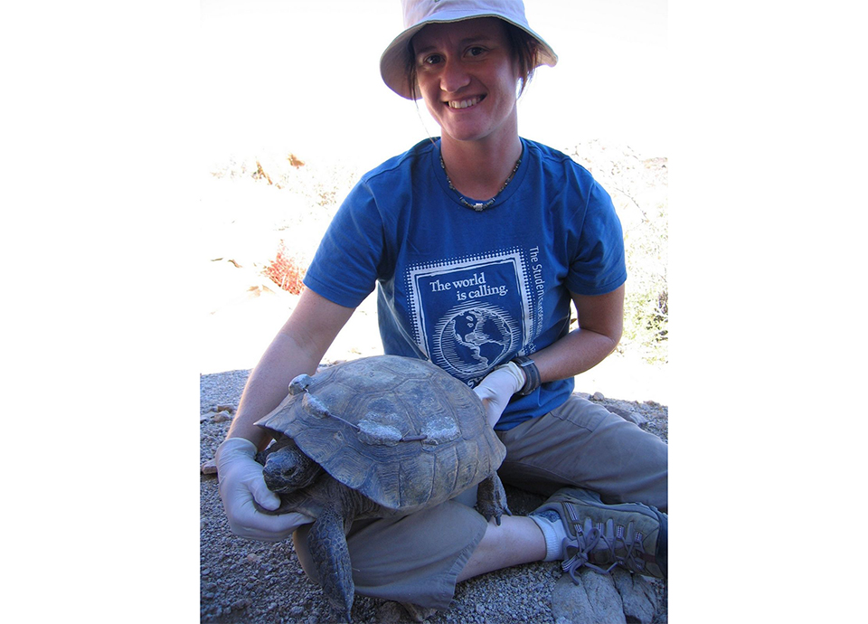 Desert Tortoise research and tracking in Joshua Tree NP, California.