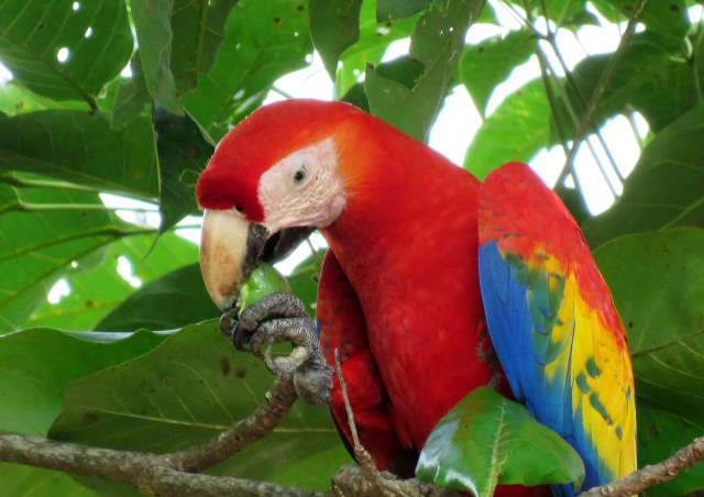 The colorful scarlet macaw is on most birders' checklists. We were fortunate enough to find many of these beautiful birds hard at work on an almond tree during our lunch in Punta Arenas, Costa Rica.