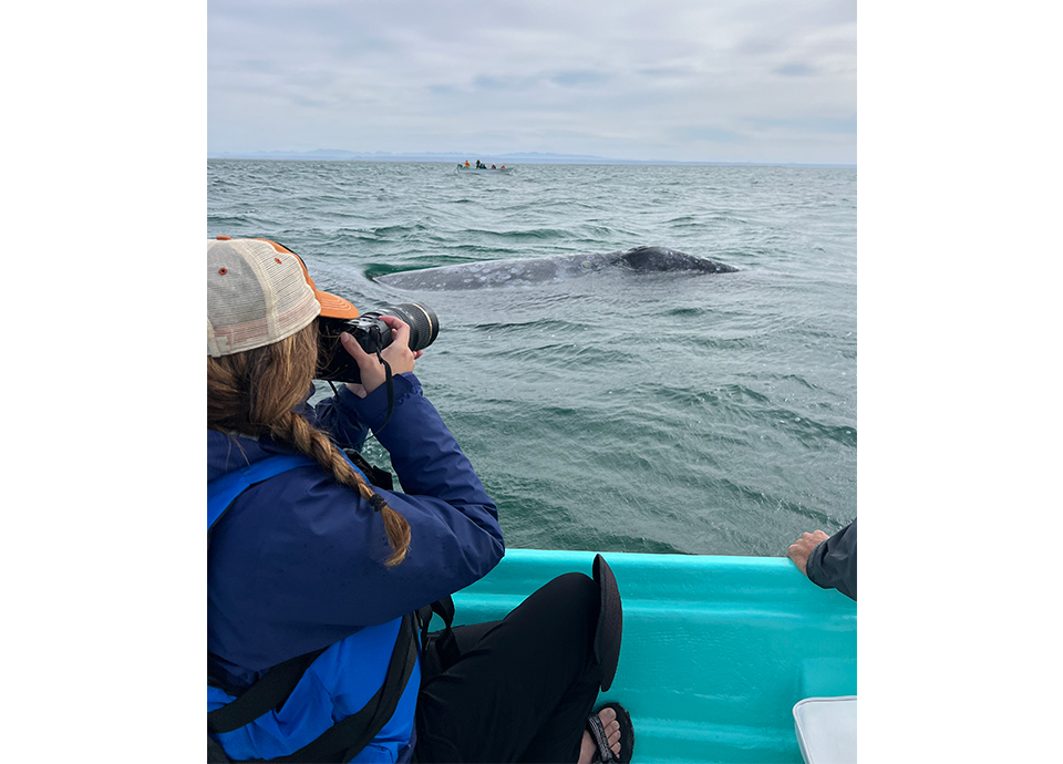 Experiencing the incredible Great Gray Whales of San Ignacio Lagoon.