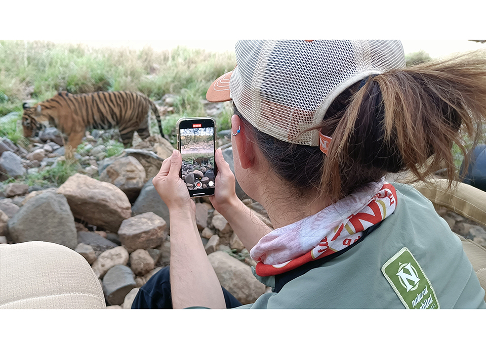 Filming an up-close tiger encounter on safari in Ranthambore National Park, India. Photo Credit: Surya Ramachandran.