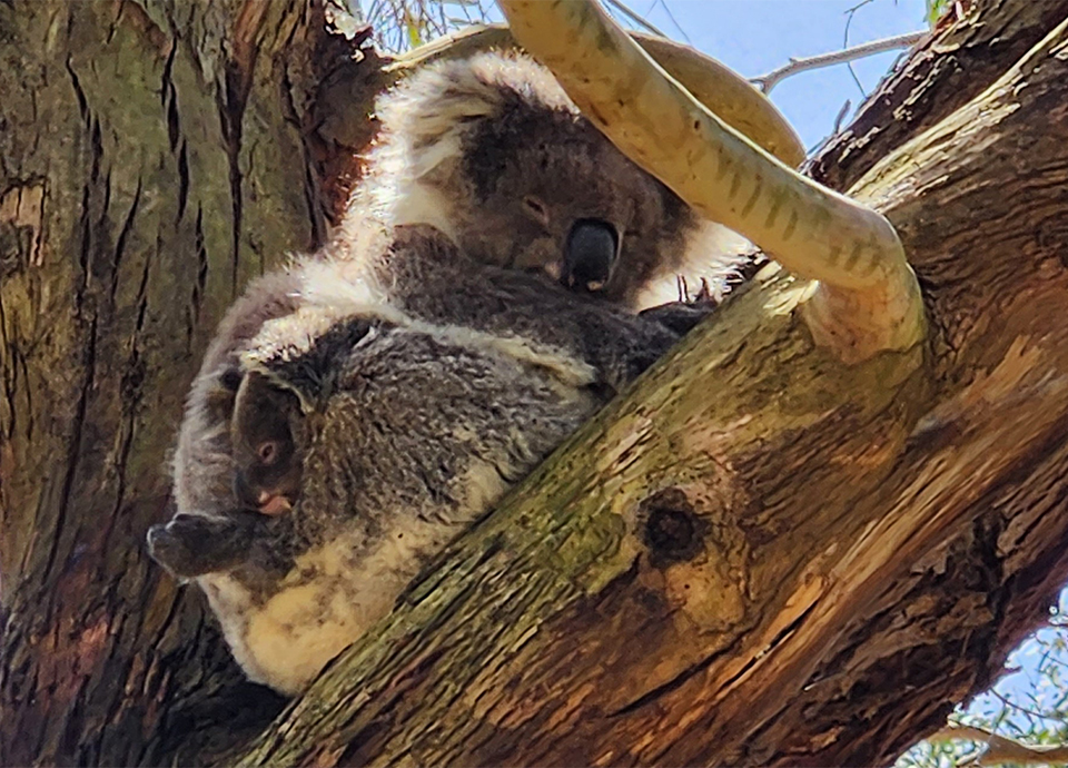 Koala bear and her joey, Kangaroo Island