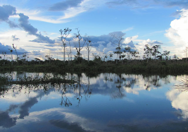 The Amazon at dusk