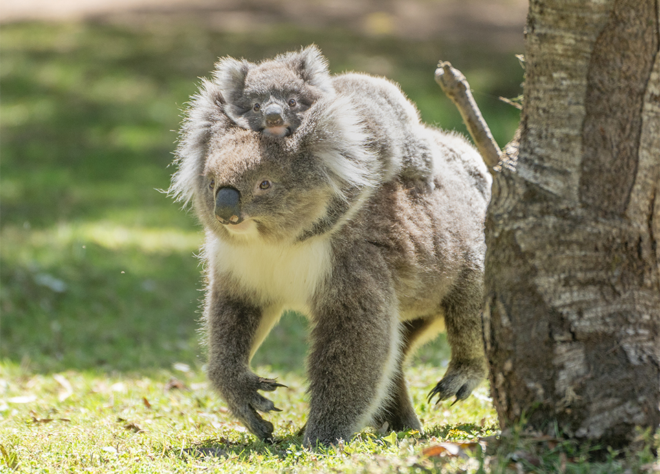 My favorite moment of the Australia South trip was watching a mother koala walk—with her joey on her back—in search of a new tree! Tower Hill Wildlife Reserve, Victoria.