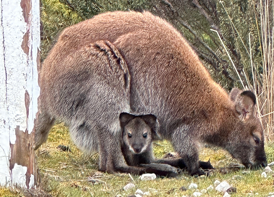 A wallaby and her joey in Cradle Mountain, Tasmania.