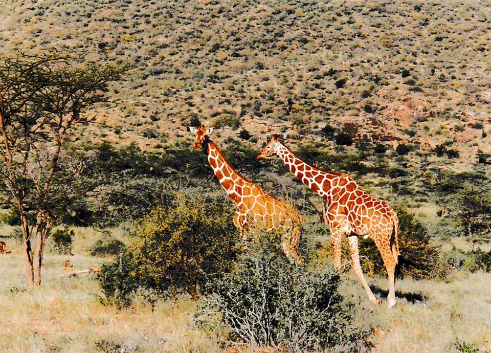 On safari with my mom in Kenya, realizing her dream of seeing giraffes in the wild.