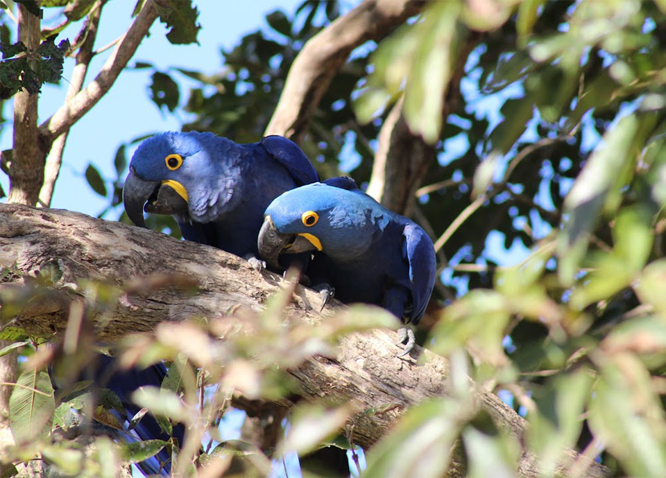 Hyacinth macaws—these beautiful birds were one of my favorite to see in Brazil.