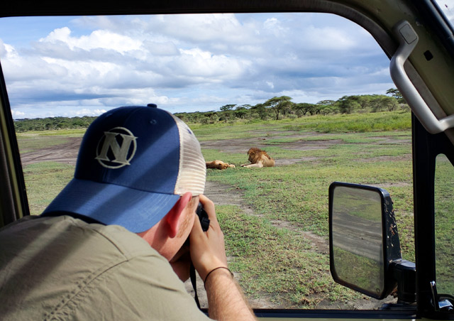 Lions resting near Ola Kira Camp in Tanzania. We saw 16 that afternoon!