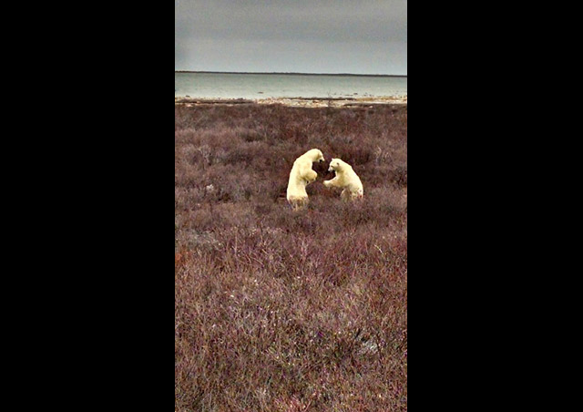 Two male bears sparring on the tundra