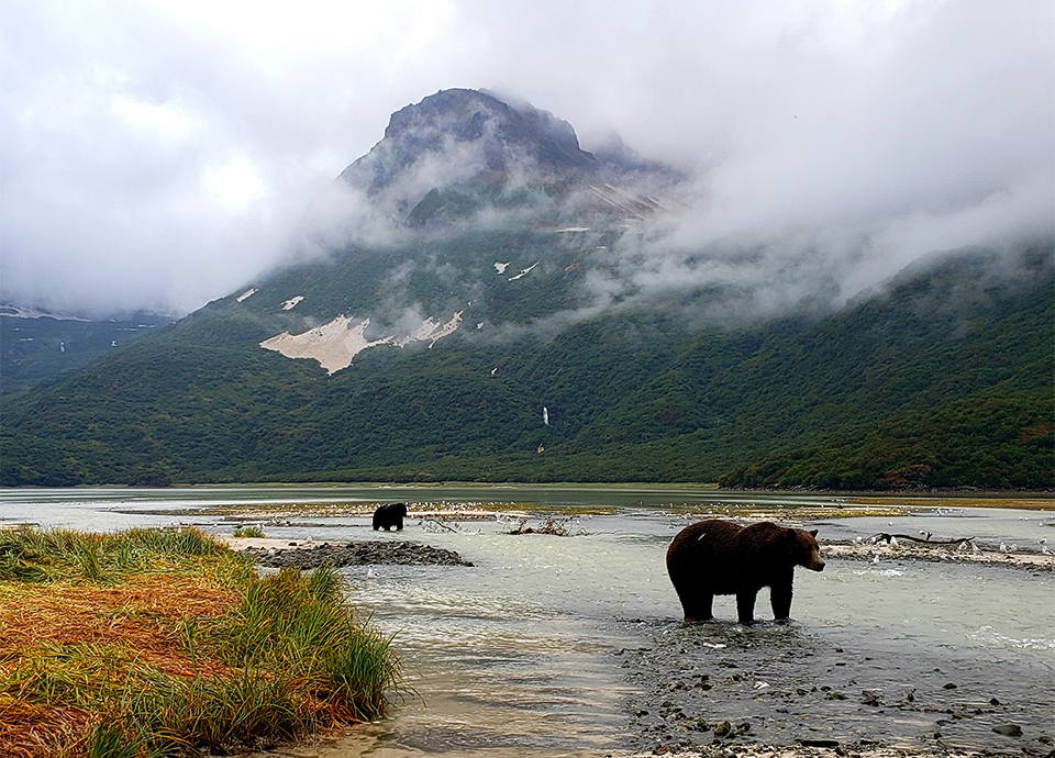Bears are practically oblivious to our presence as they fish for salmon and fatten up their bellies for the winter.