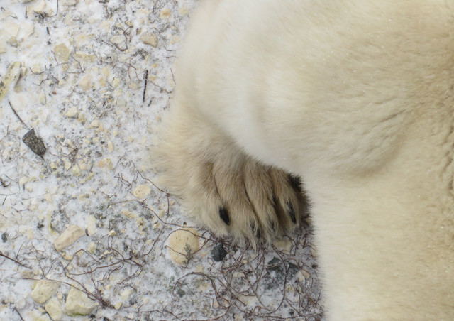 Classic Polar Bear Adventure: I couldn’t believe how close we were to so many bears. They’re curious about our presence and come right up to our Rovers. This up-close shot of a paw is one of my favorites.