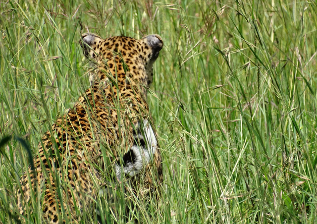 Kenya Site Inspection: I spend a good amount of time observing this leopard in a Maasai Mara treetop, but this photo of her wandering away through the green grass is one of my favorites. It was one of three leopard sightings I had in the Mara.