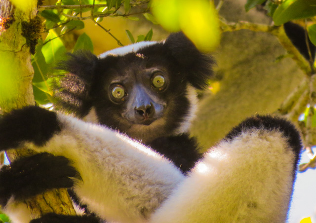 Tracking Indri, the largest lemur in the world, while surrounded by their haunting call is one of the more surreal experiences I’ve ever had. Andasibe, Madagascar.