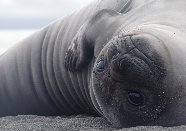 South Georgia Island is full of photogenic elephant seal pups – their eyes are mesmerizing.
