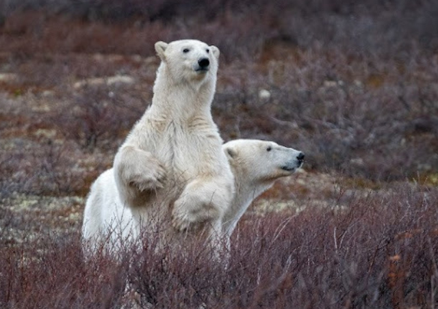 Polar bear spotting in Churchill! We were able to watch this mother and cub roam around for a few days.