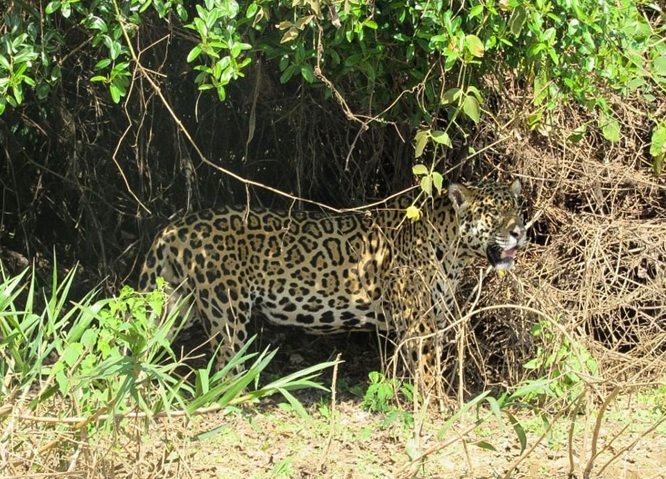 Jaguar at the Pantanal, Brazil