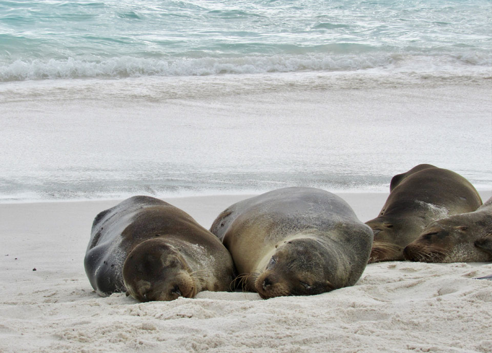 Sea lions at the Galapagos