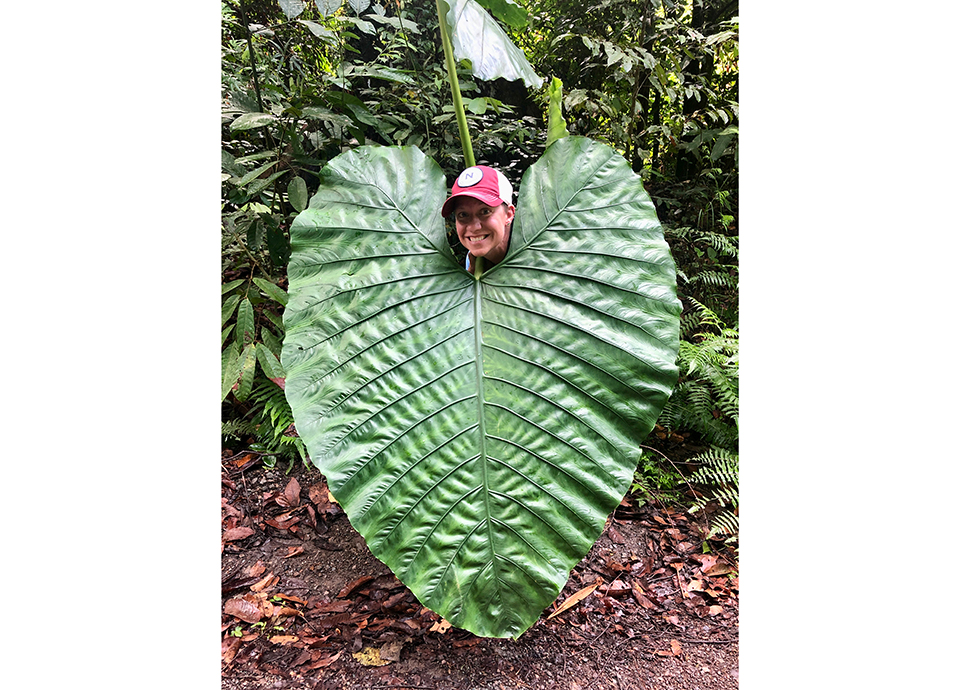 Everything is larger than life in the Danum Valley Rainforest.
